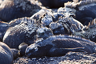 The endemic Galapagos marine iguana (Amblyrhynchus cristatus) in the Galapagos Island Archipelago, Ecuador
