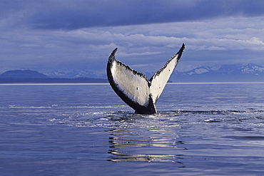 Adult Humpback Whale (Megaptera novaeangliae) fluke-up dive in Frederick Sound, Southeast Alaska, USA. Pacific Ocean.