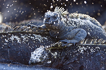 The endemic Galapagos marine iguana (Amblyrhynchus cristatus) "sneezing" salt water in the Galapagos Island Archipeligo, Ecuador