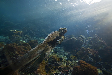 The endemic Galapagos marine iguana (Amblyrhynchus cristatus) feeding underwater in the Galapagos Island Archipeligo, Ecuador