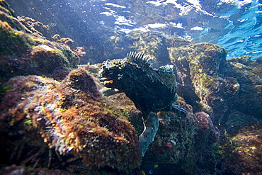 The endemic Galapagos marine iguana (Amblyrhynchus cristatus) feeding underwater in the Galapagos Island Archipeligo, Ecuador