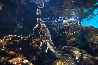 The endemic Galapagos marine iguana (Amblyrhynchus cristatus) feeding underwater in the Galapagos Island Archipeligo, Ecuador