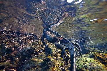 The endemic Galapagos marine iguana (Amblyrhynchus cristatus) feeding underwater in the Galapagos Island Archipeligo, Ecuador