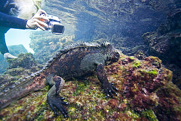 The endemic Galapagos marine iguana (Amblyrhynchus cristatus) feeding underwater in the Galapagos Island Archipeligo, Ecuador