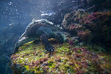 The endemic Galapagos marine iguana (Amblyrhynchus cristatus) feeding underwater in the Galapagos Island Archipeligo, Ecuador