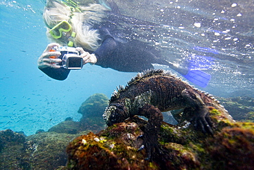 The endemic Galapagos marine iguana (Amblyrhynchus cristatus) feeding underwater in the Galapagos Island Archipeligo, Ecuador