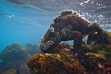 The endemic Galapagos marine iguana (Amblyrhynchus cristatus) feeding underwater in the Galapagos Island Archipeligo, Ecuador