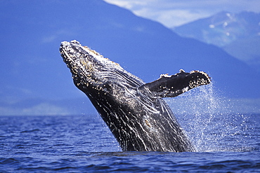 Humpback Whale calf (Megaptera novaeangliae) breaching in Chatham Strait, Southeast Alaska, USA. Pacific Ocean.