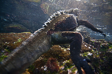 The endemic Galapagos marine iguana (Amblyrhynchus cristatus) feeding underwater in the Galapagos Island Archipeligo, Ecuador