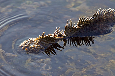 The endemic Galapagos marine iguana (Amblyrhynchus cristatus) in the Galapagos Island Archipelago, Ecuador