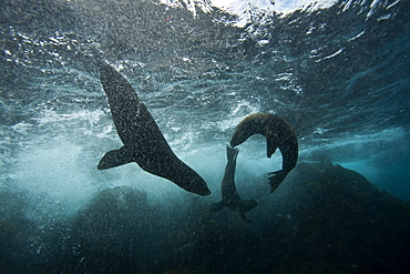 Galapagos fur seal (Arctocephalus galapagoensis) playing in the surf on Isabela Island in the Galapagos Island Archipelago, Ecuador