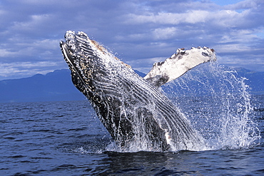 Humpback Whale calf (Megaptera novaeangliae) breaching in Chatham Strait, Southeast Alaska, USA.
