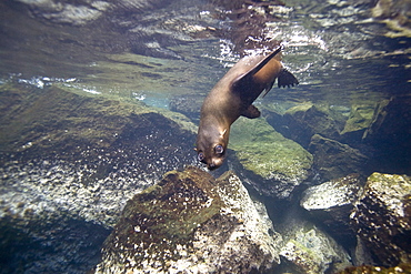 Galapagos fur seal (Arctocephalus galapagoensis) playing in the surf on Isabela Island in the Galapagos Island Archipelago, Ecuador