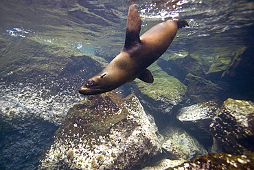 Galapagos fur seal (Arctocephalus galapagoensis) playing in the surf on Isabela Island in the Galapagos Island Archipelago, Ecuador