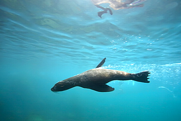 Galapagos fur seal (Arctocephalus galapagoensis) playing in the surf on Isabela Island in the Galapagos Island Archipelago, Ecuador