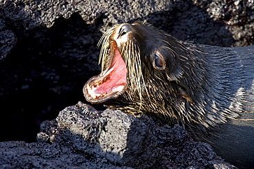 Galapagos fur seal (Arctocephalus galapagoensis) hauled out on lava flow in the Galapagos Island Archipeligo, Ecuador. This small pinniped is endemic to the Galapagos Islands only. Pacific Ocean.