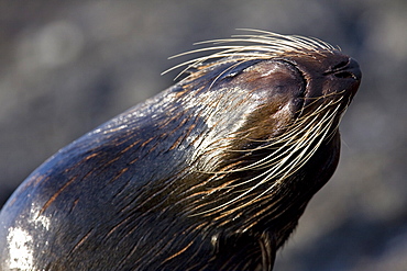 Galapagos fur seal (Arctocephalus galapagoensis) hauled out on lava flow in the Galapagos Island Archipeligo, Ecuador. This small pinniped is endemic to the Galapagos Islands only. Pacific Ocean.