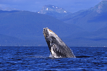 Humpback Whale calf (Megaptera novaeangliae) breaching/head-lunging in Chatham Strait, Southeast Alaska, USA. Pacific Ocean.