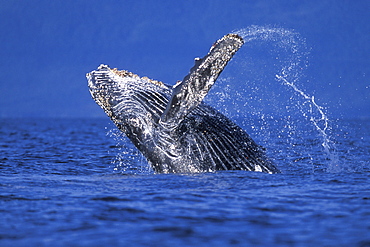 Humpback Whale calf (Megaptera novaeangliae) breaching in Chatham Strait, Southeast Alaska, USA. Pacific Ocean.