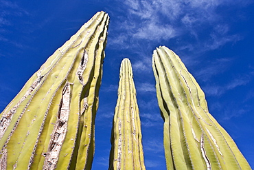 Cactus in bloom in the Sonoran Desert of the Baja California Peninsula, Mexico.