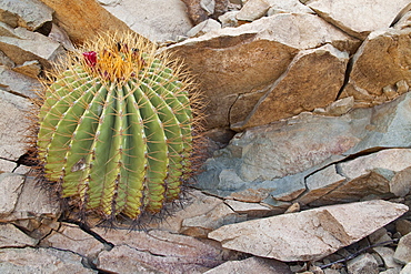 Cactus in bloom in the Sonoran Desert of the Baja California Peninsula, Mexico.