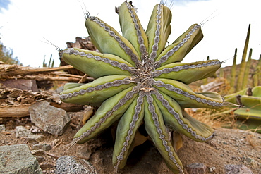 Cactus in bloom in the Sonoran Desert of the Baja California Peninsula, Mexico.