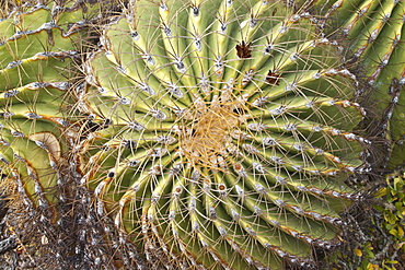 Cactus in bloom in the Sonoran Desert of the Baja California Peninsula, Mexico.