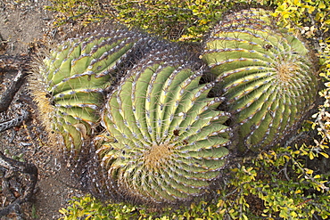 Cactus in bloom in the Sonoran Desert of the Baja California Peninsula, Mexico.