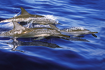 Hawaiian Spinner Dolphin (Stenella longirostris) pod surfacing off the coast of Lanai, Hawaii, USA. Pacific Ocean.