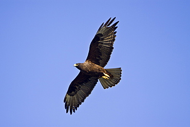 Adult Galapagos hawk (Buteo galapagoensis) in the Galapagos Island Group, Ecuador. This raptor species is endemic to the Galapagos Islands. Pacific Ocean.