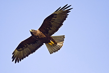 Adult Galapagos hawk (Buteo galapagoensis) in the Galapagos Island Group, Ecuador. This raptor species is endemic to the Galapagos Islands. Pacific Ocean.