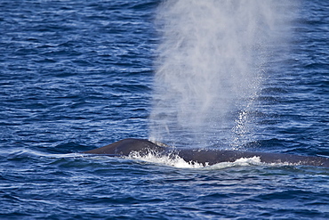 Adult blue whale (Balaenoptera musculus) surfacing in the middle Gulf of California (Sea of Cortez), Baja California Sur, Mexico