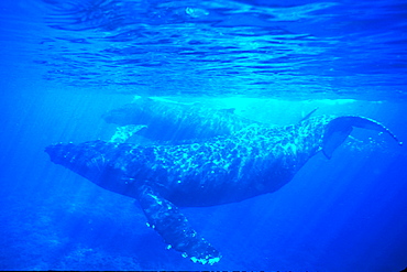 Competitive adult male Humpback Whales (Megaptera novaeangliae) showing aggression towards each other in possible mating posture in shallow water off Lanai, Hawaii, USA. Pacific Ocean.