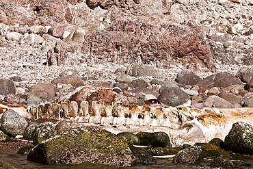 The rotting corpse of an adult California gray whale (Eschrichtius robustus) on Isla San Pedro Martir in the Gulf of California (Sea of Cortez), Baja California Norte, Mexico. 