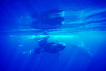 Curious mother/calf/escort Humpback Whales (Megaptera novaeangliae) approach boat underwater near Lanai, Hawaii, USA. Pacific Ocean.