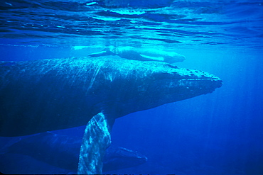 Curious mother/calf/escort Humpback Whales (Megaptera novaeangliae) approach boat underwater near Lanai, Hawaii, USA. Pacific Ocean.