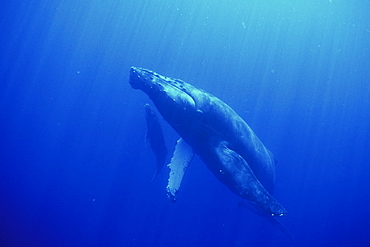 Mother and calf Humpback Whale (Megaptera novaeangliae) underwater in the AuAu Channel, Maui, Hawaii, USA.