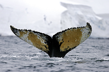 Adult Humpback Whale (Megaptera novaeangliae) fluke-up dive in Wilhelmina Bay, Antarctica.