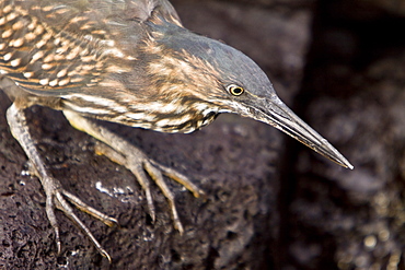 A young striated heron (Butorides striata) fishing along the lava shore in the Galapagos Islands, Ecuador. Pacific Ocean.