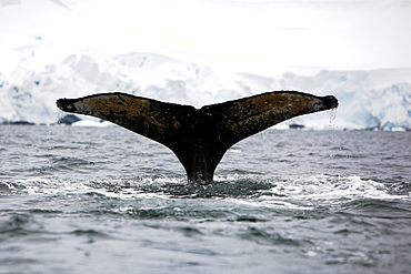 Adult Humpback Whale (Megaptera novaeangliae) fluke-up dive in Wilhelmina Bay, Antarctica.