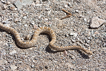 An adult Santa Catalina rattleless rattlesnake (Crotalus calalinensis) on the island of Santa Catalina in the Gulf of California (Sea of Cortez), Baja California Sur, Mexico