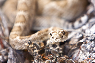 An adult Santa Catalina rattleless rattlesnake (Crotalus calalinensis) on the island of Santa Catalina in the Gulf of California (Sea of Cortez), Baja California Sur, Mexico