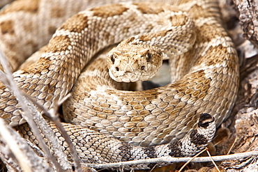 An adult Santa Catalina rattleless rattlesnake (Crotalus calalinensis) on the island of Santa Catalina in the Gulf of California (Sea of Cortez), Baja California Sur, Mexico