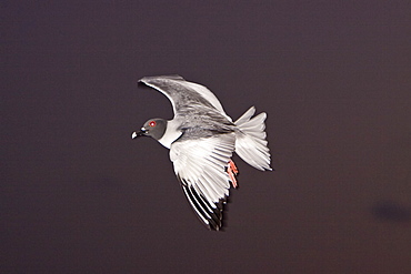 Adult Swallow-tailed gull (Creagrus furcatus) on the wing on Espanola Island in the Galapagos Island Archipelago, Ecuador