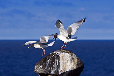 Adult Swallow-tailed gull (Creagrus furcatus) on the wing on Espanola Island in the Galapagos Island Archipelago, Ecuador. Pacific Ocean