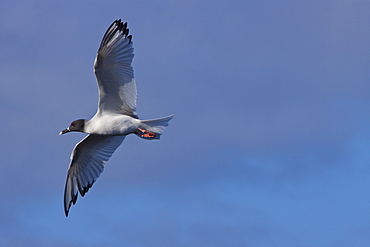 Adult Swallow-tailed gull (Creagrus furcatus) on the wing on Espanola Island in the Galapagos Island Archipelago, Ecuador. Pacific Ocean