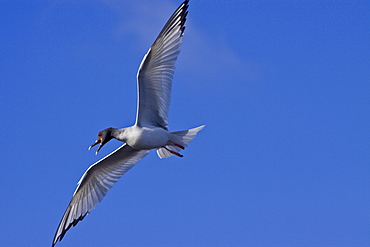 Galapagos, Ecuador, Espanola Island, Punta Suarez