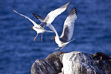 Galapagos, Ecuador, Espanola Island, Punta Suarez