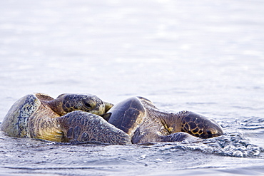 Adult green sea turtles (Chelonia mydas agassizii) mating (male on top of female) in the waters surrounding the Galapagos Island Archipeligo, Ecuador. Pacific Ocean.