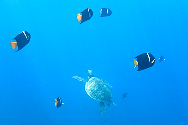 Adult green sea turtle (Chelonia mydas agassizii) underwater off the west side of Isabela Island in the waters surrounding the Galapagos Island Archipeligo, Ecuador. Pacific Ocean.